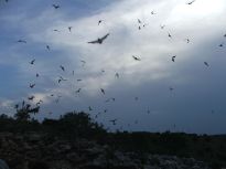 640px-Free-tailed_bats