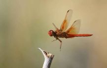 Flame_skimmer_insect_dragonfly